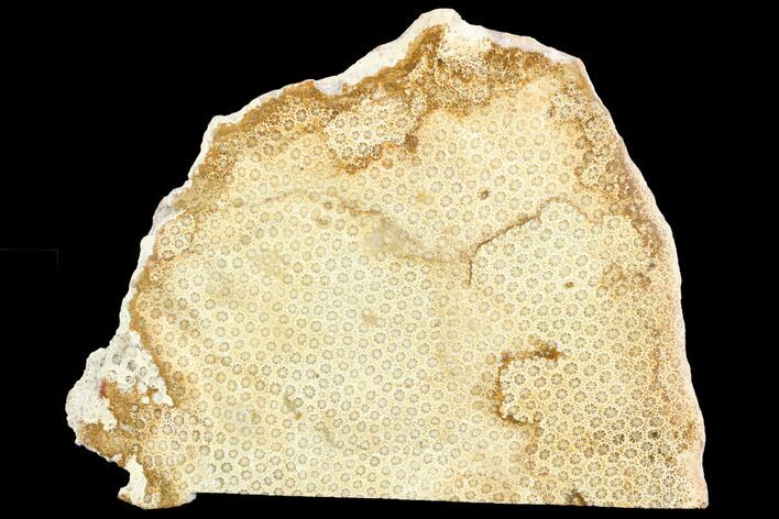 Polished, Fossil Coral Slab - Indonesia #121894